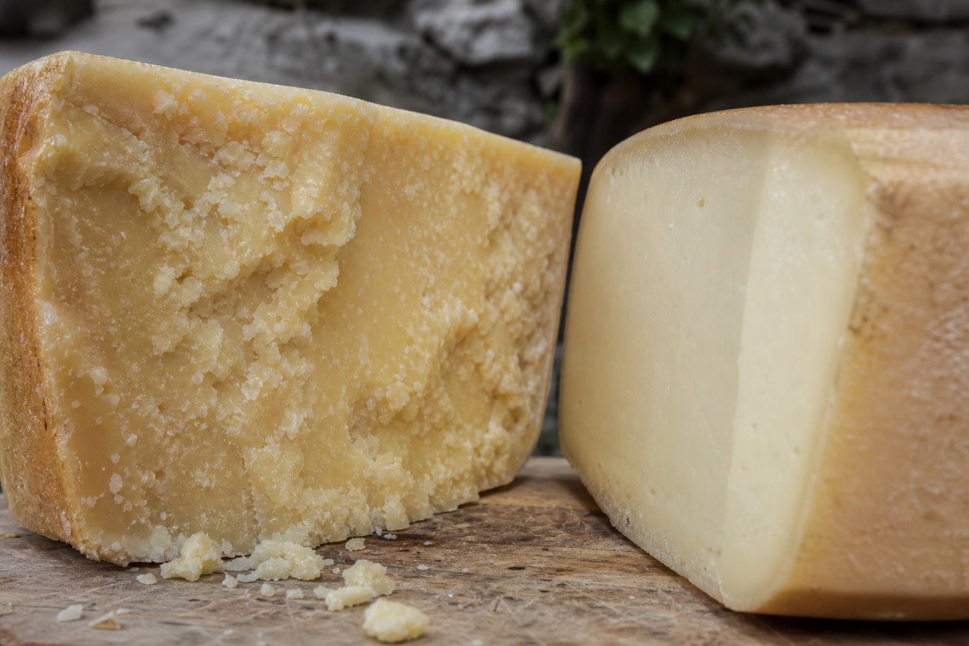 Wheels of aged Parmigiano Reggiano cheese stamped with their DOP markings in a Parma dairy